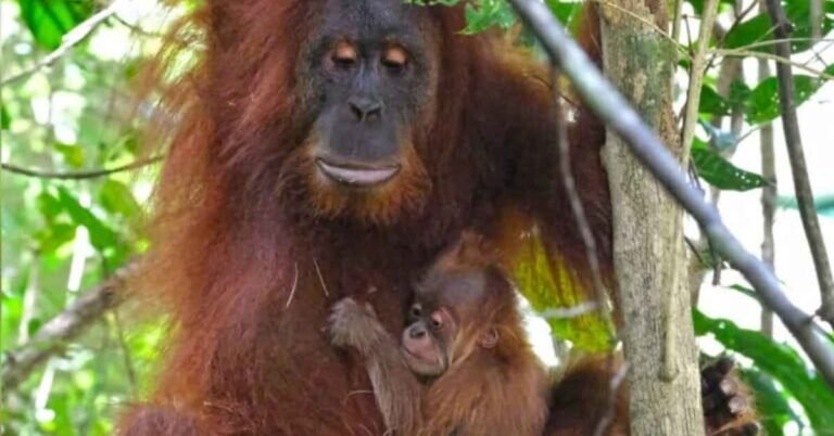 Trafficked orangutan rescued, becomes mother in the wild Search