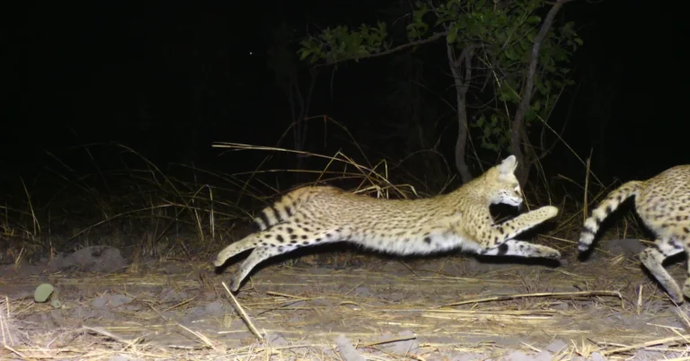 Trail cameras capture rare footage of elusive African serval Search