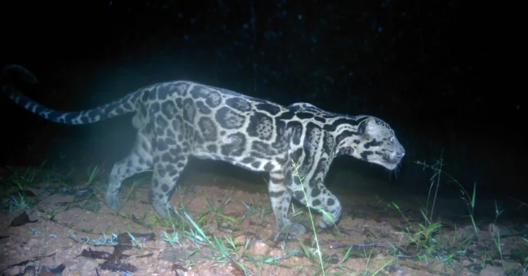 Trail cameras capture rare footage of ‘the ghost of the forest’ Search
