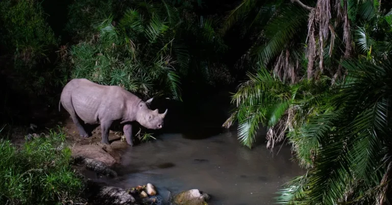 Trail cameras uncover hidden ‘wildlife highway’ in remote forest Search