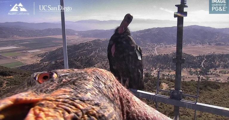 Two California condors photobomb a trail camera Search