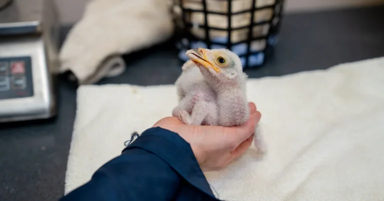 Two of Africa’s rarest birds welcome five hatchlings Search