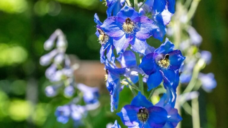 Used for Millennia as Poison, Larkspur, Wolfsbane Could Become Medicine After Laboratory Breakthrough
