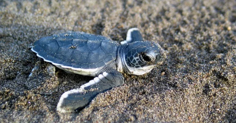 Viral TikTok shows ‘the right way’ to help baby sea turtles Search