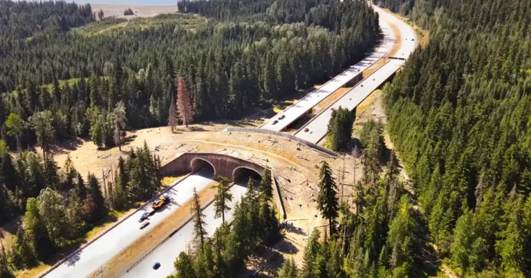 WA wildlife overpass heralded: ‘10,000 crossings, no roadkill’ Search