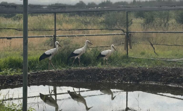 White Storks Make Historic Return to the English Midlands After 600-year Absence White Storks Make Historic Return to the English Midlands After 600-year Absence