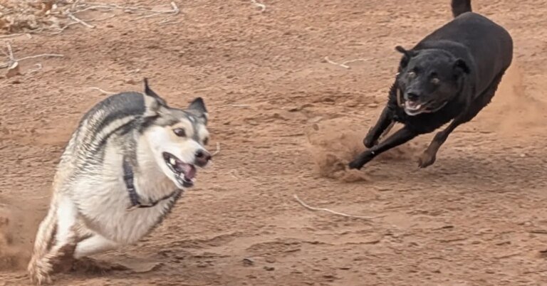 Why Positive Psychology Is Essential for a Dog to Thrive Why Positive Psychology Is Essential for a Dog to Thrive
