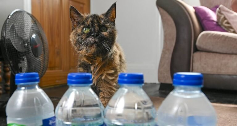 World’s Oldest Cat Drinks Only Spring Water as She Celebrates 31 Years Old World’s Oldest Cat Drinks Only Spring Water as She Celebrates 31 Years Old