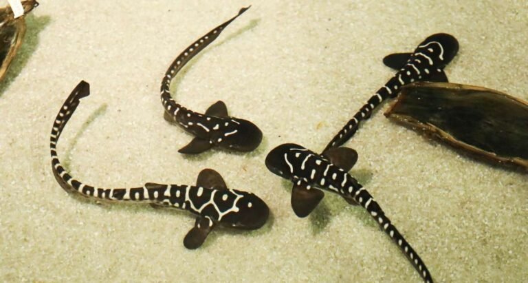 Zebra Sharks the First Ever to Be Rewilded After 82 Pups Released by Dedicated ‘Shark Nannies’ Zebra Sharks the First Ever to Be Rewilded After 82 Pups Released by Dedicated 'Shark Nannies'