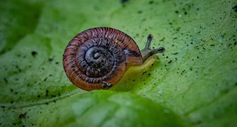 Zoo Plucks 21 Snails From Extinction and Returns Hundreds to Pristine Atlantic Island (WATCH) Zoo Plucks 21 Snails From Extinction and Returns Hundreds to Pristine Atlantic Island (WATCH)