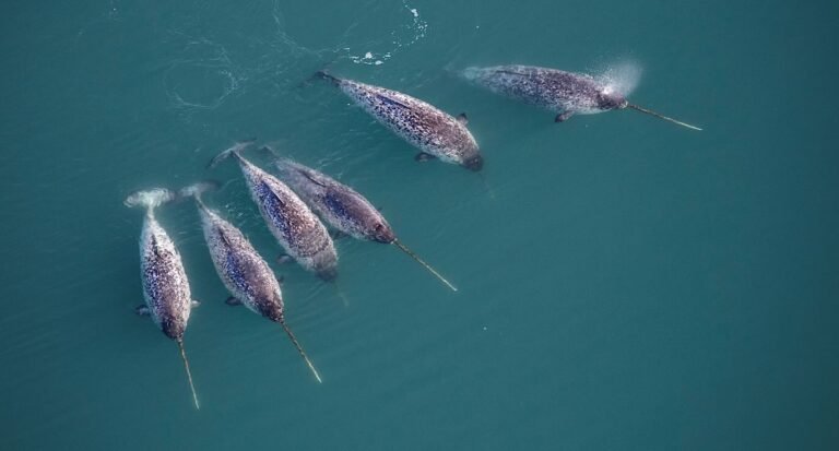 ‘Double Spiral’ Secret of Narwhal’s Twisted Tusk Revealed By High Tech X-Rays ‘Double Spiral’ Secret of Narwhal’s Twisted Tusk Revealed By High Tech X-Rays