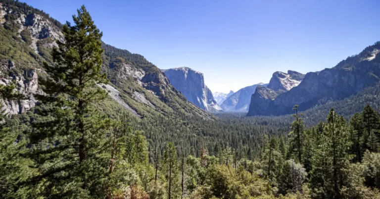 10,000th frog released back into Yosemite after disappearing Search