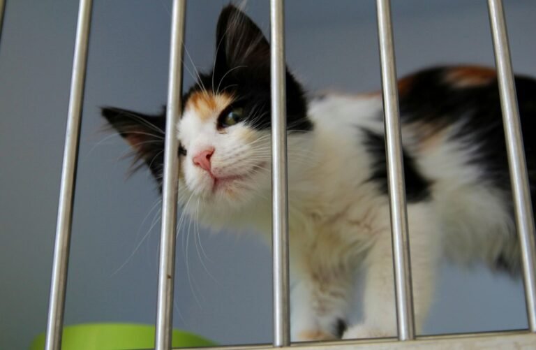 135,000 Shelter Pets Found Forever Homes in August Thanks to NBC’s Annual Adopt-a-thon 135,000 Shelter Pets Found Forever Homes in August Thanks to NBC's Annual Adopt-a-thon