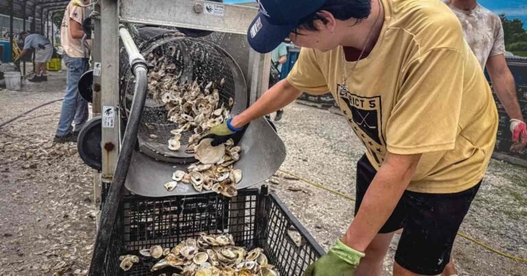3 Million Oysters Eaten by New Yorkers Are Rebuilding the City’s Reefs 3 Million Oysters Eaten by New Yorkers Are Rebuilding the City's Reefs