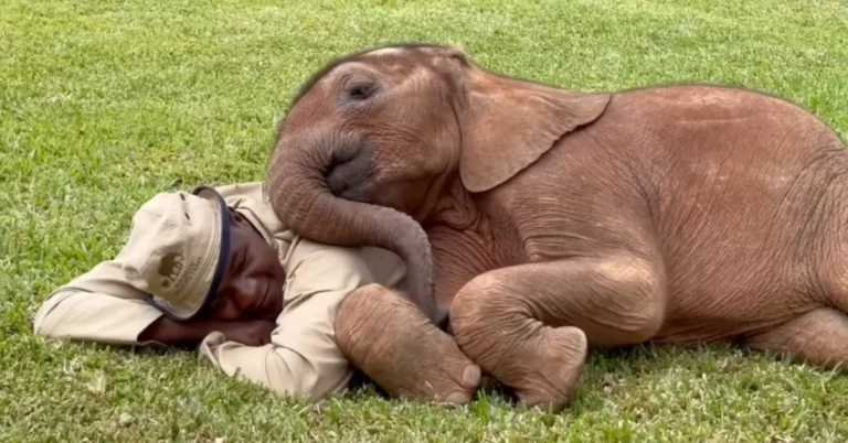 3 rangers ‘share custody’ of orphaned elephant Search