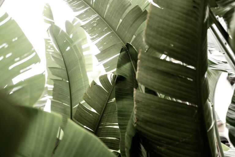 7 Everyday Habits That Can Help You Feel More Balanced green leaf plant in close up photography