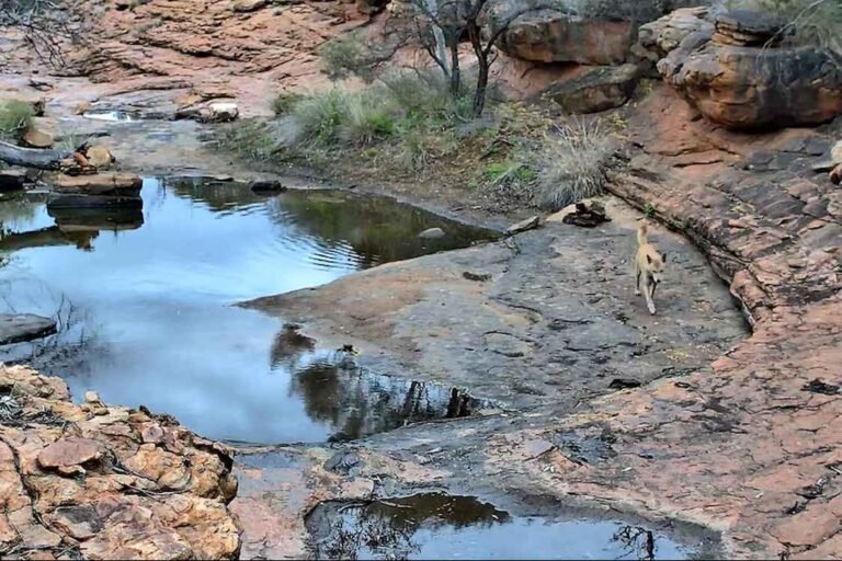 Australian Biologists Livestream A Remote Desert Waterhole and All its Wild Visitors Australian Biologists Livestream A Remote Desert Waterhole and All its Wild Visitors