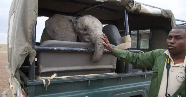 Baby elephant rescued after 3 weeks on its own Search