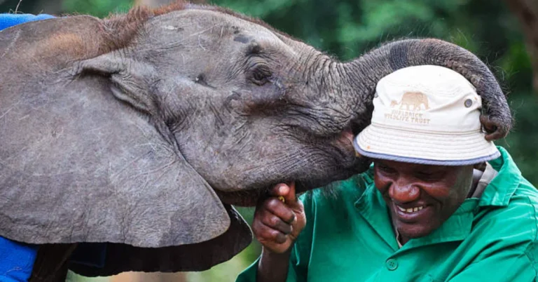 Baby elephant rescued after following cattle home Search