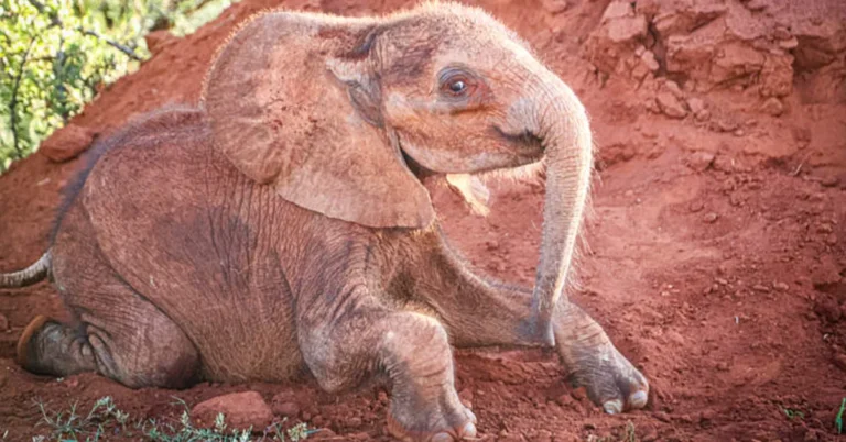 Baby elephant rescued after hiding in zebra herd Search