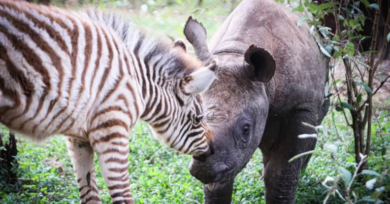 Baby rhino and baby zebra raised together after losing their moms Search