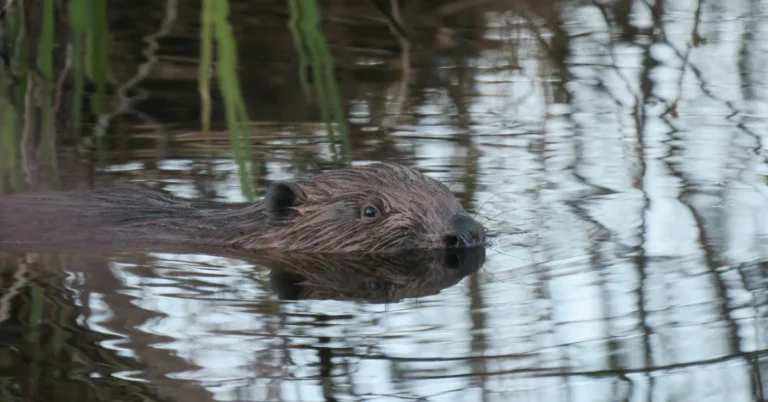 Beavers could be key players in UK drought preparedness Search