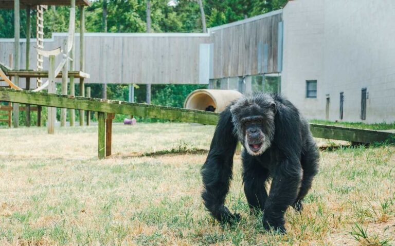 Cataract Surgery Restores Sight for 54-Year-Old Chimpanzee–the First Such Procedure at Chimp Haven