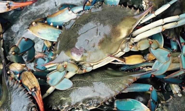 Chesapeake Bay Blue Crab Numbers See Encouraging Bounceback in New Survey