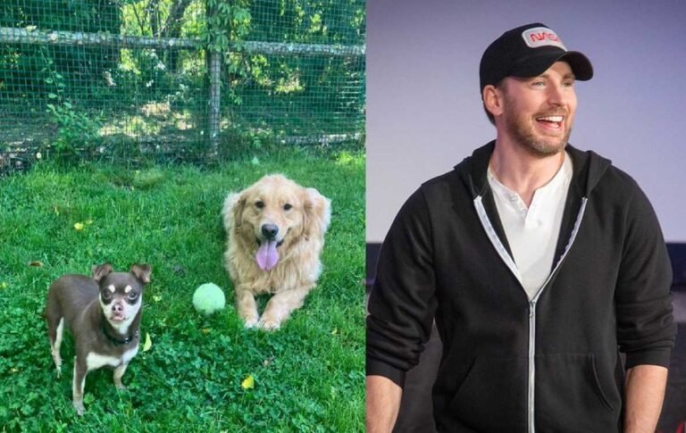 Chris Evans Puts His Limelight on a Bonded Dog Pair with Cute Video, Immediately Sees Them Adopted