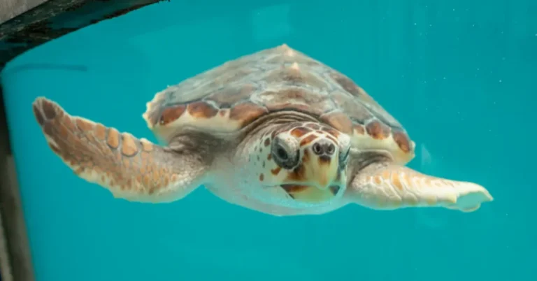 Crush the sea turtle returns to ocean after 200 days of recovery Search