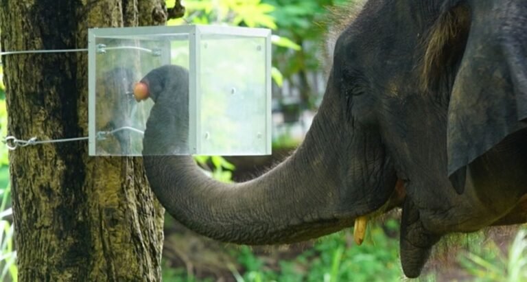 Elephants Can Think Before They Act and Resist Impulsive Behavior, Shows Study Elephants Can Think Before They Act and Resist Impulsive Behavior, Shows Study
