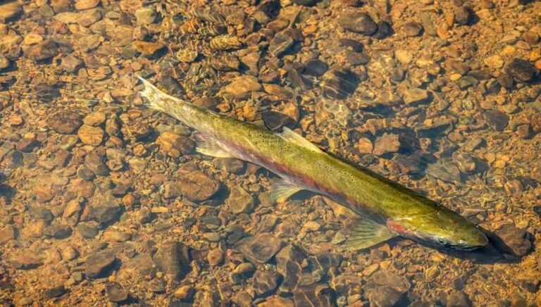 Endangered Salmon Return to California Rivers in Incredible Numbers: ‘Everybody’s just ecstatic’ Endangered Salmon Return to California Rivers in Incredible Numbers: 'Everybody's just ecstatic'