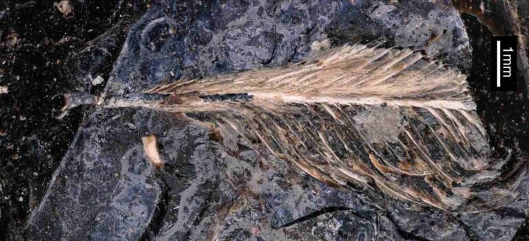 Feather Preserved in Dinosaur Dung Could Explain Why Birds Survived Mass Extinction