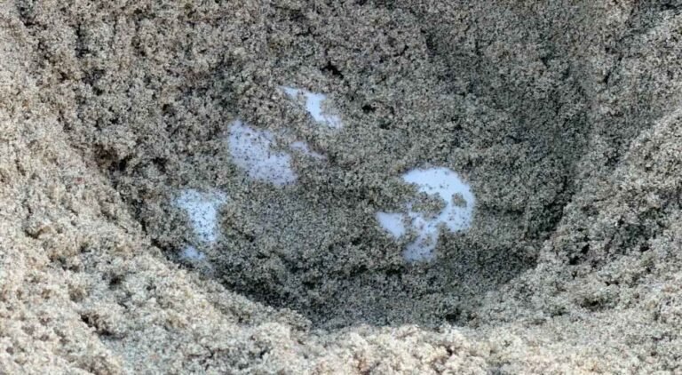 First Ever Recorded Sea Turtle Nests on America’s West Coast First Ever Recorded Sea Turtle Nests on America's West Coast