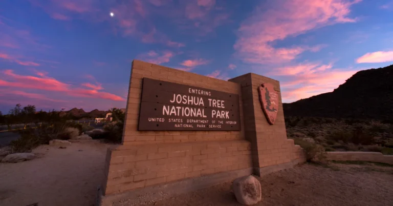 First phase of Joshua Tree wildlife crossings now underway Search