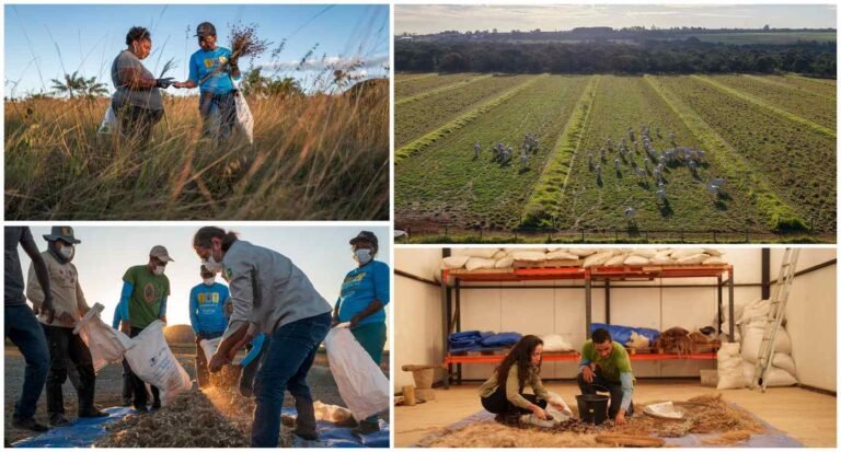 Flagship Restoration Project in Brazil's Cerrado Savannah Working to Restore 4.4 Million Acres
