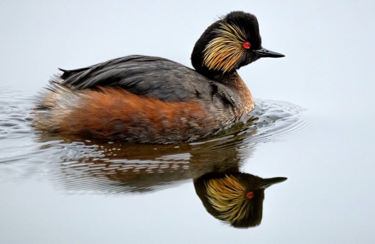 Former Industrial Ground Goes from Dump to Diversity and Hosts 64% of UK’s Black-Necked Grebes Former Industrial Ground Goes from Dump to Diversity and Hosts 64% of UK's Black-Necked Grebes