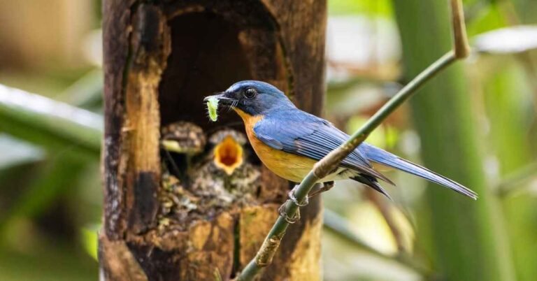 Former hunters work to rebuild a songbird haven Search