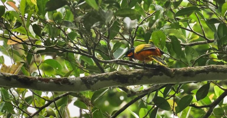 Ghana cuckooshrike bird reappears in West Africa after 13 years Search