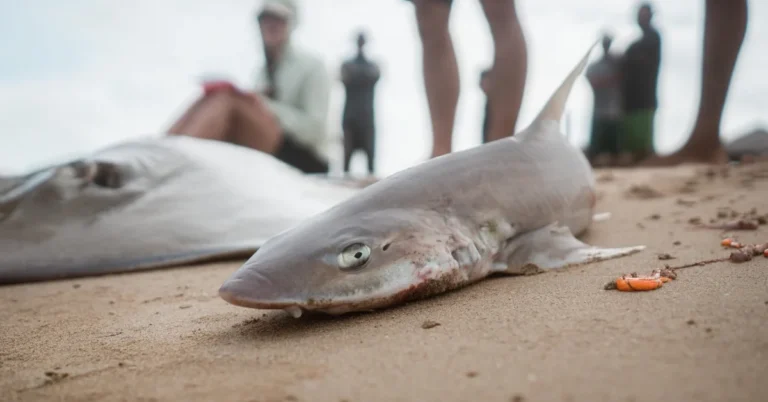 Indigenous fishers trade shark-hunting for conservation Search