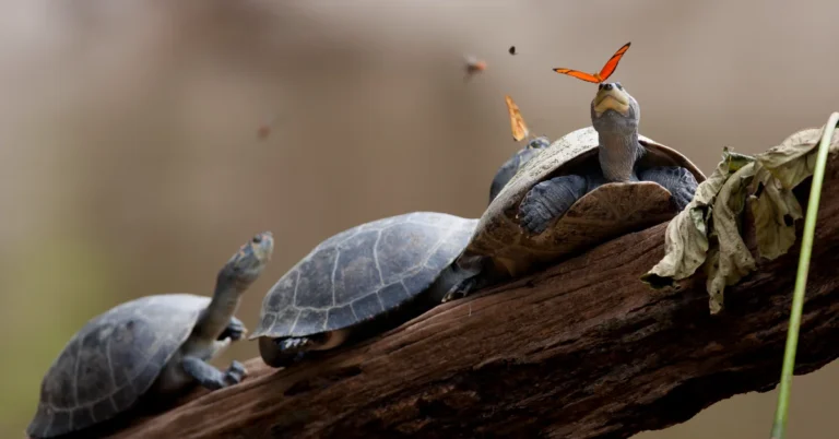 Indigenous ‘turtle women’ save reptiles in the Amazon Search