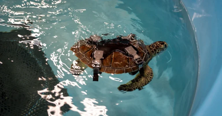 Injured sea turtle swims again thanks to custom 3D-printed harness Search