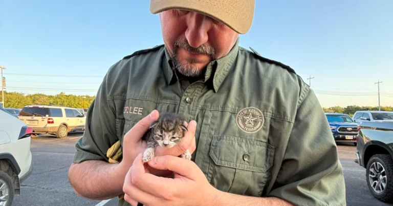 Kitten rescued after being stuck in car engine for 80 miles Search