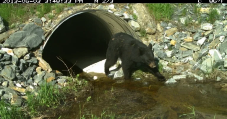 Maine wildlife tunnels expand to accommodate moose Search