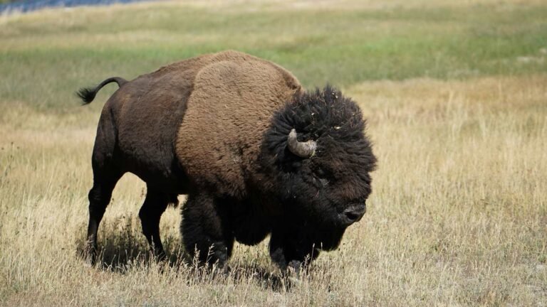Mexico Reintroduced Bison into Precious Desert Ecosystem After Century-Long Absence Mexico Reintroduced Bison into Precious Desert Ecosystem After Century-Long Absence