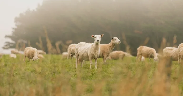 More goats, sheep, and cattle are being used to prevent fires Search