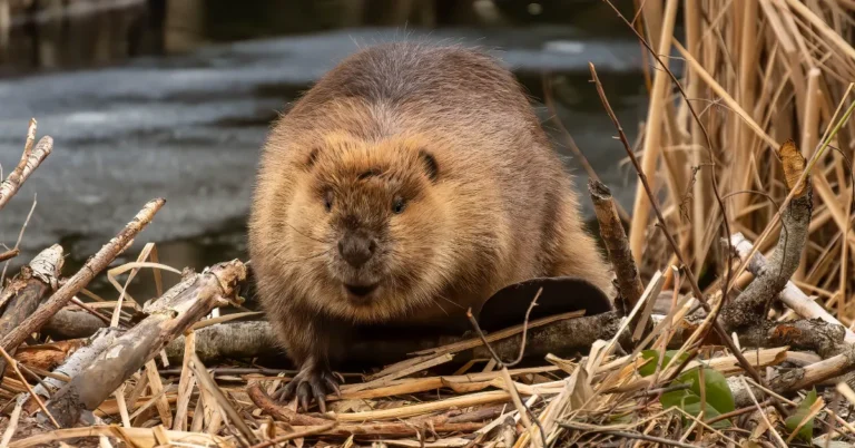 National park home to world’s largest beaver dam: ‘Seen from space’ Search