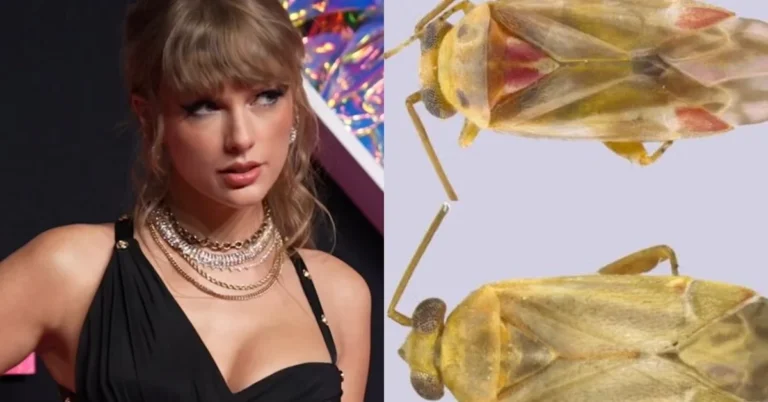 Newly-discovered insect species named after Taylor Swift Search