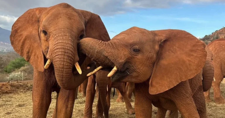 Once-emaciated elephant now raising a calf of her own Search
