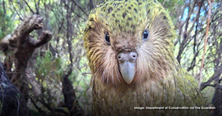 Population boost for the world’s only flightless parrot – The Good News Movement Population boost for the world’s only flightless parrot – The Good News Movement